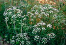 Anise Seeds Herb | Premium Natural Spice for Tea, Cooking &amp| Wellness
