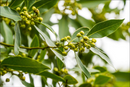 Bay Leaves | Premium Natural Herb for Cooking, Flavor &amp | Healthy Living