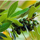 Bay Leaves | Premium Natural Herb for Cooking, Flavor &amp | Healthy Living