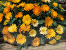Calendula Flower Herb | Premium Natural Herbal Flower for Tea, Wellness &amp |Skincare