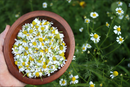 Chamomile Herb | Premium Natural Herbal Tea for Relaxation &amp | Wellness