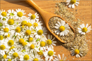 Chamomile Herb | Premium Natural Herbal Tea for Relaxation &amp | Wellness