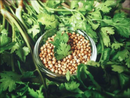 Coriander Seeds Herb | Premium Natural Spice for Cooking, Wellness &amp | Healthy Living