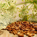 Cumin Seeds Herb | Premium Natural Spice for Cooking, Wellness &amp | Healthy Living