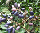 Fresh African Plum | Pre Order | Shipping 3 to 5 Days