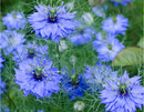 Nigella Sativa | Premium Black Seed Herb for Wellness, Nutrition &amp | Healthy Living