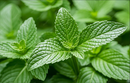 Peppermint Herb | Premium Natural Herbal Tea for Refreshment, Digestion &amp| Wellness