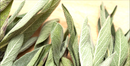 Sage Herb | Premium Natural Herbal Tea for Wellness, Relaxation &amp| Healthy Living