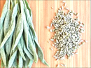Sage Herb | Premium Natural Herbal Tea for Wellness, Relaxation &amp| Healthy Living
