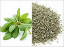 Sage Herb | Premium Natural Herbal Tea for Wellness, Relaxation &amp| Healthy Living