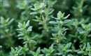 Thyme Herb | Premium Natural Herb for Cooking, Tea &amp | Wellness