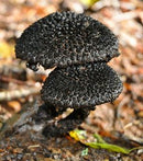 African Black Mushroom - AfroAsiaa