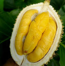 Durian Monthong (Whole) 1 x 26.23lbs - AfroAsiaa