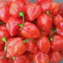 Fresh Red Hot Pepper - AfroAsiaa