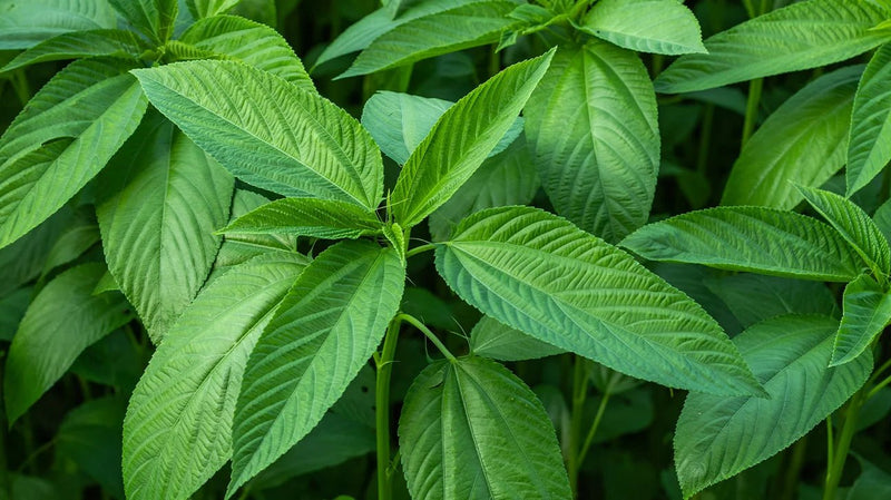 palava sauce plant Whole Jute Leaves