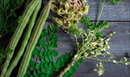 Moringa Herb – Premium Natural Superfood for Wellness, Energy &amp; Healthy Living