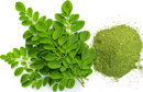 Moringa Herb – Premium Natural Superfood for Wellness, Energy &amp; Healthy Living