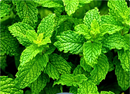 Spearmint Herb | Premium Natural Herbal Tea for Refreshment, Digestion &amp | Wellness