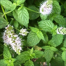 Spearmint Herb | Premium Natural Herbal Tea for Refreshment, Digestion &amp | Wellness