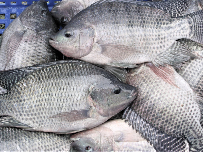 Tilapia - AfroAsiaa