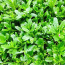 Water Leaf - AfroAsiaa