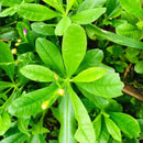 Water Leaf - AfroAsiaa